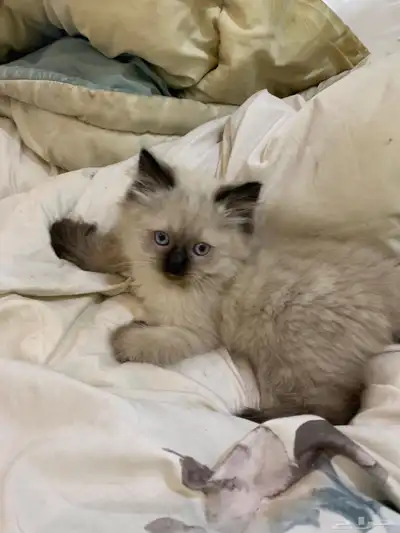 للبيع قطط كيتن للبيع بعمر شهرين index