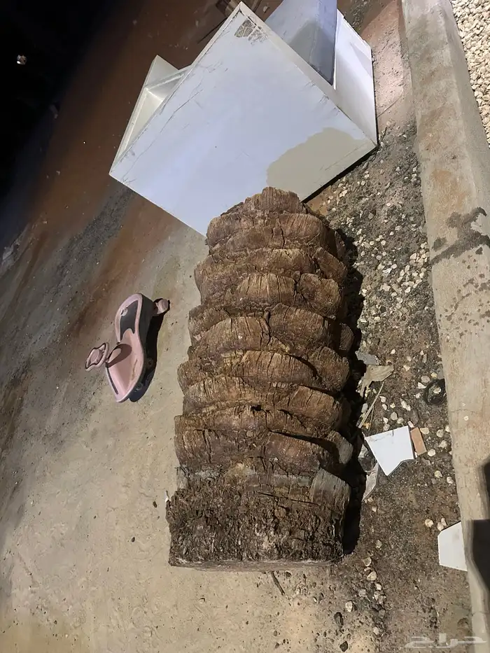 جذوع نخل زينه 2