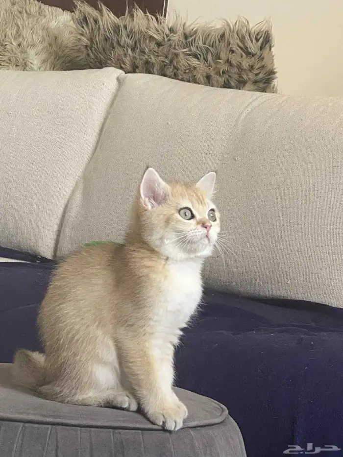 قطه سكوتش ستريت Scottish straight 1