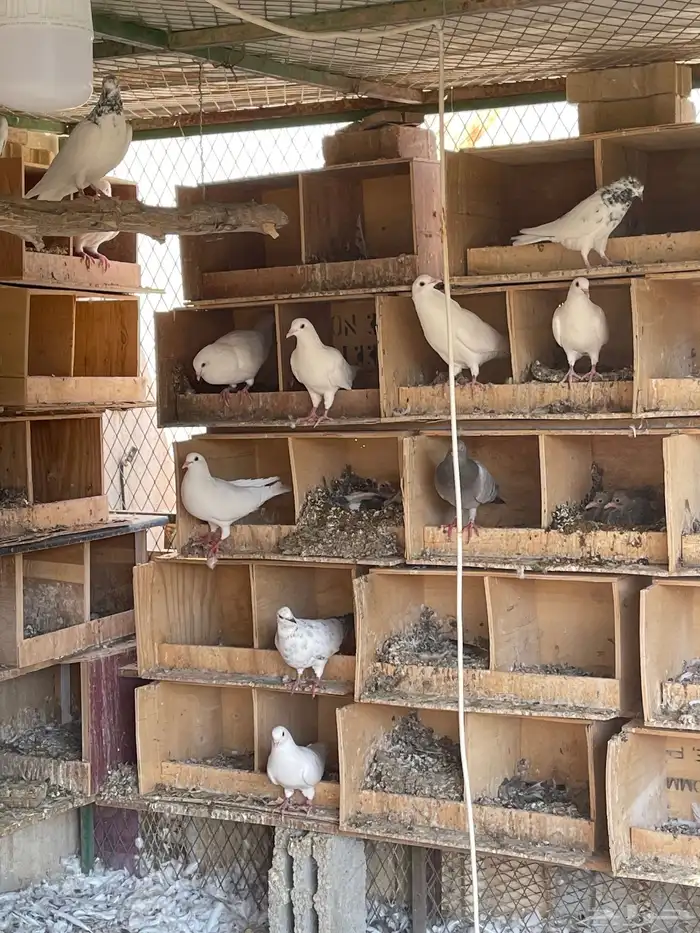 حمام فرنسي للبيع حجم كبير 1