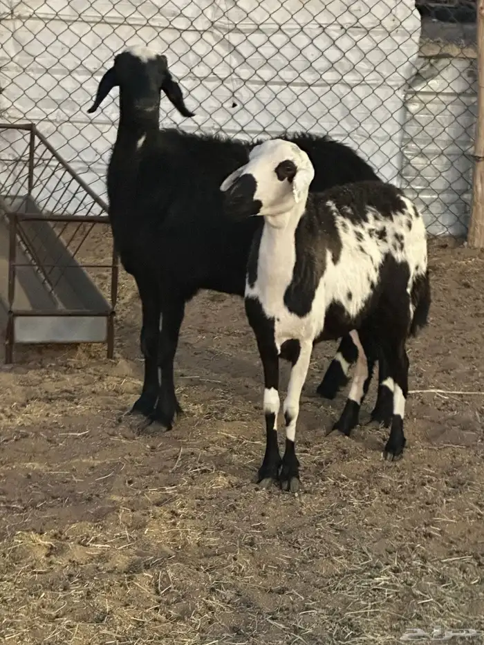 ثنتين حيل حمايس 1