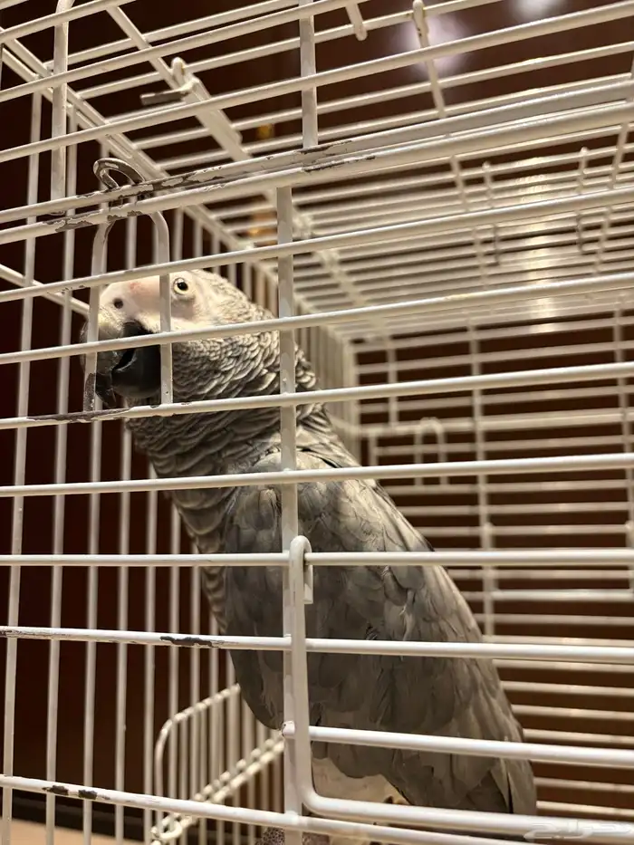 ببغاء كاسكو 2