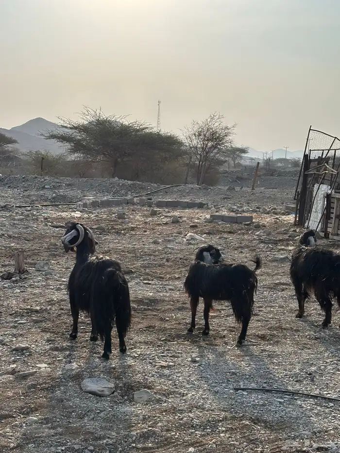 معزا عوارض 4