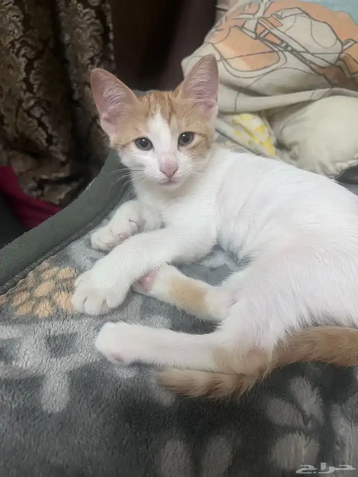 قطة للتبني 0