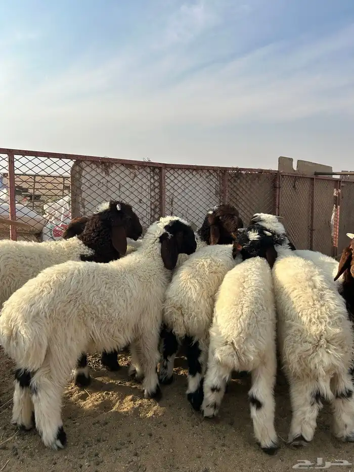 طليان هرافي للبيع 1