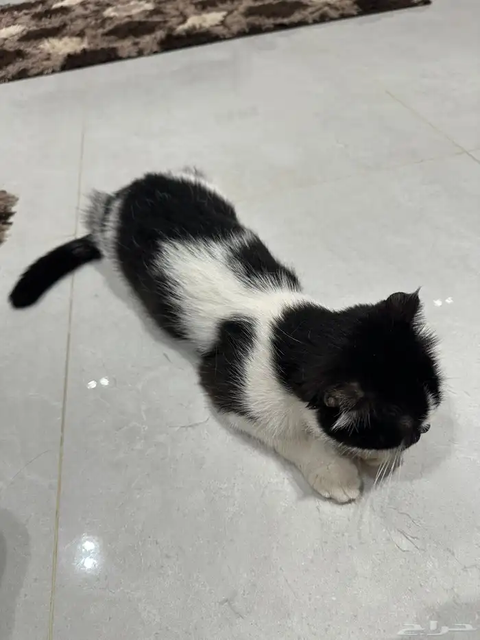 قطة سكوتش فولد للتبني طالبه تزاوج 2