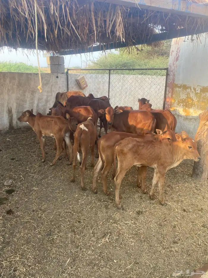 حسلان دهم بلدي 6