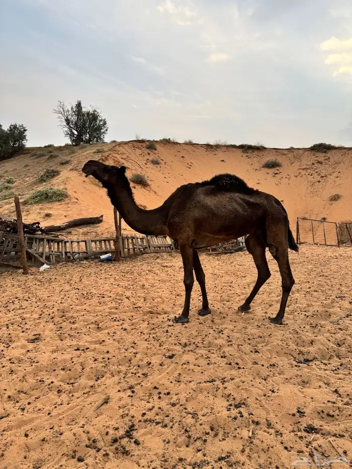 ناقه وبعير 2