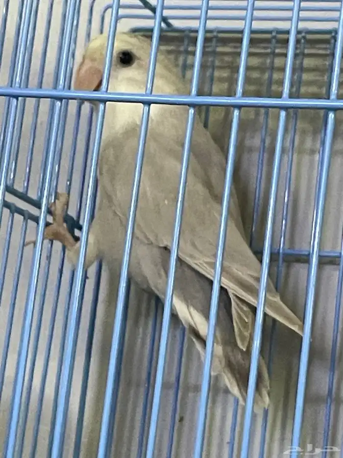 للبيع روز صحة ونظافة انتاج البلد وعلبة حجل احتمال كبير انثة 4