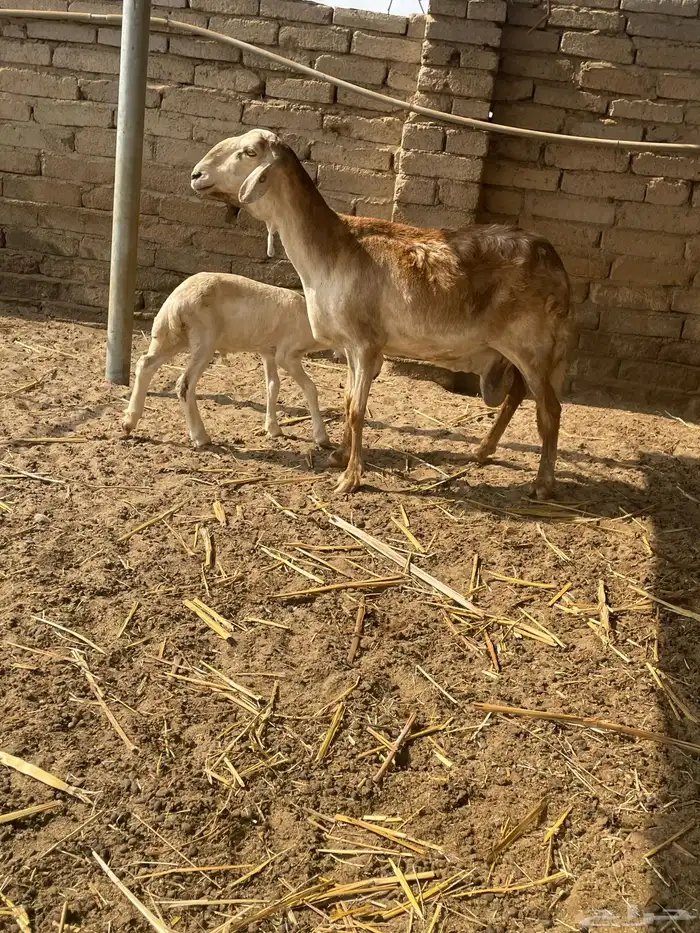 نعجه سواكني تحتها طلي 0