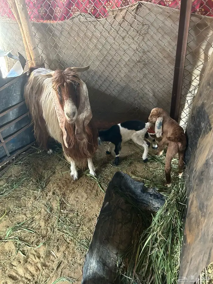 معزا متابيع 6 يتبعها9 3