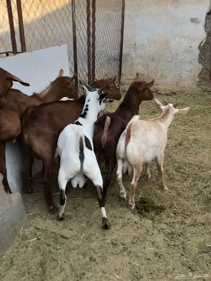 تيوس نظيفه مشروطه من كل عذروب 4