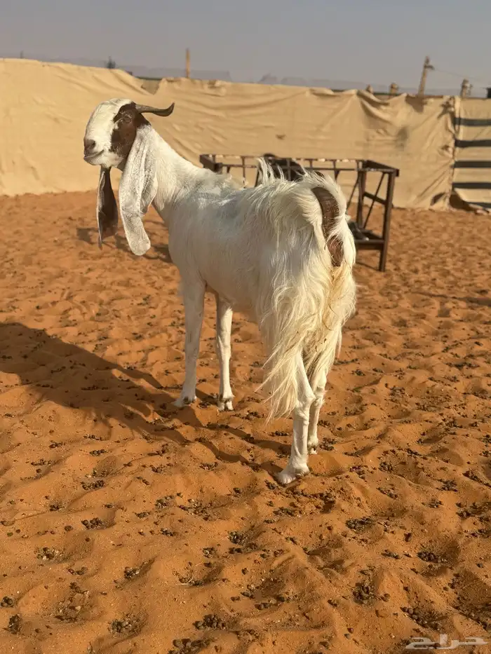 عنز مطوره حاصب 1