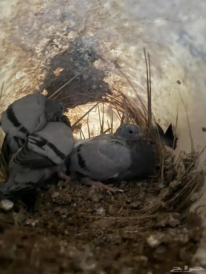 فراخة فرنسي سلفر وابيض وزاجل 4