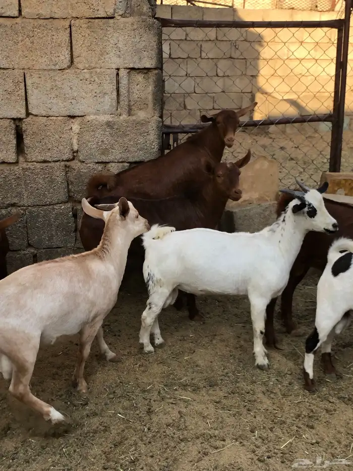 تيوس نظيفه مشروطه من كل عذروب 8