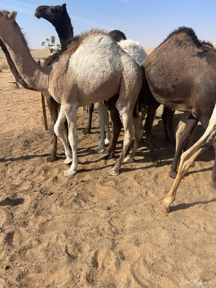 قعدان للمناسبات كفو التواصل خاص 6