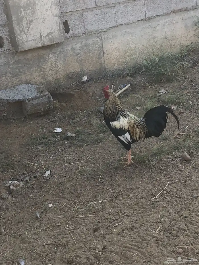 للبيع ديك بلدي 1