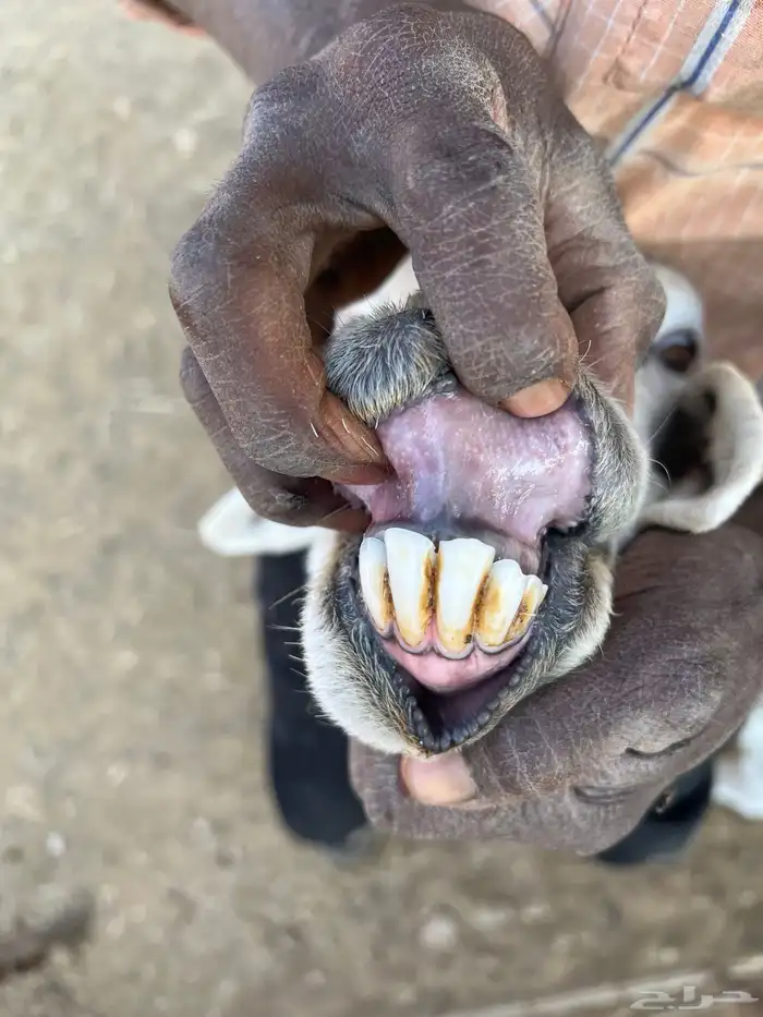 حريات وليد ودفيع 9