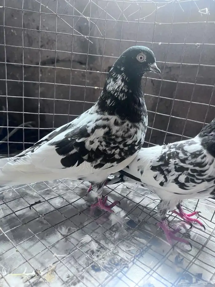 البيع حمام 1