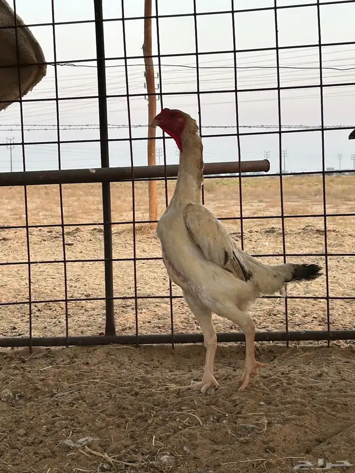 شامو ياباني تم البيع تم البيع 0