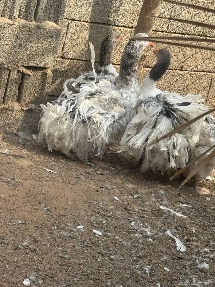 وز مفتل للبيع 1