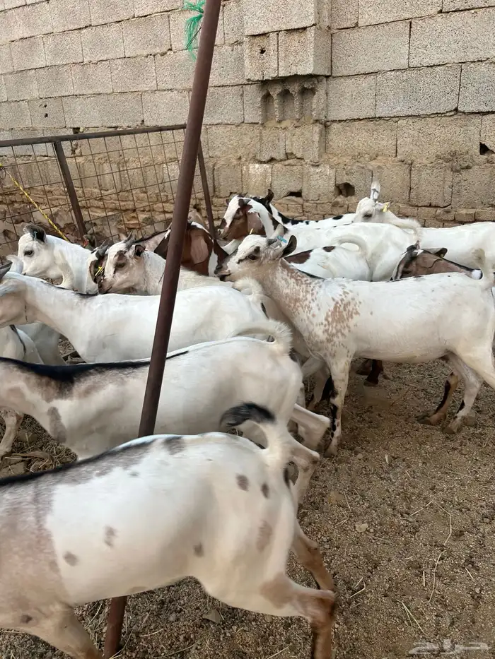 تيوس مرابي 4 شهور 5