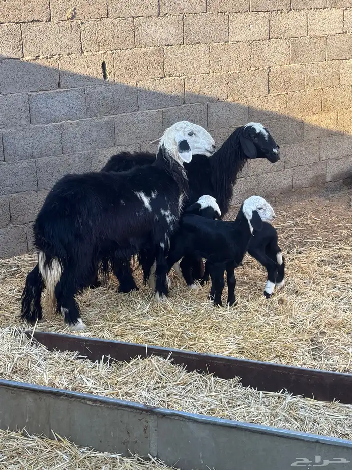 للبيع رخال نجادا مواليد 0