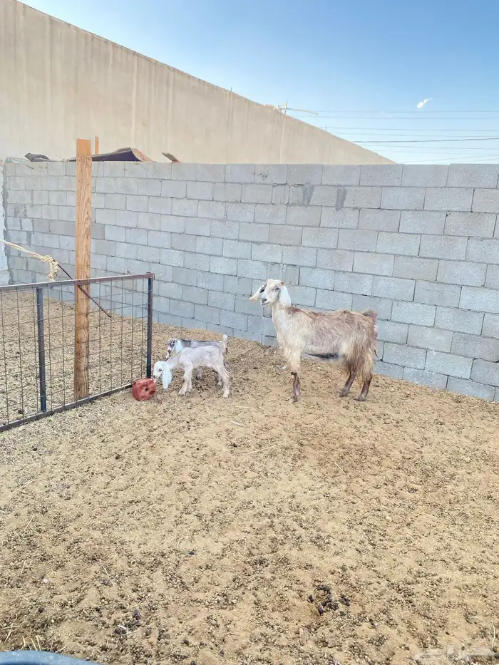 عنزوالد تحتها تيس وجفاره 1