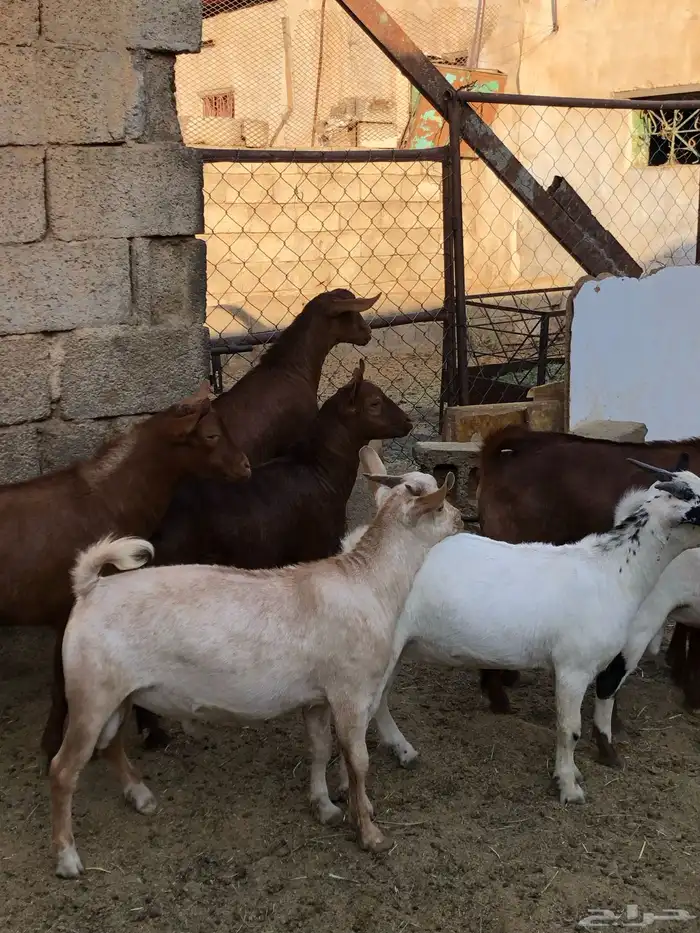 تيوس نظيفه مشروطه من كل عذروب 11