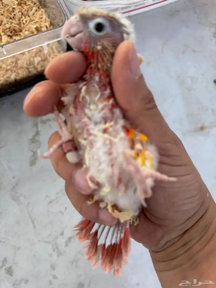 فروخ كنيور (((غر))) 3