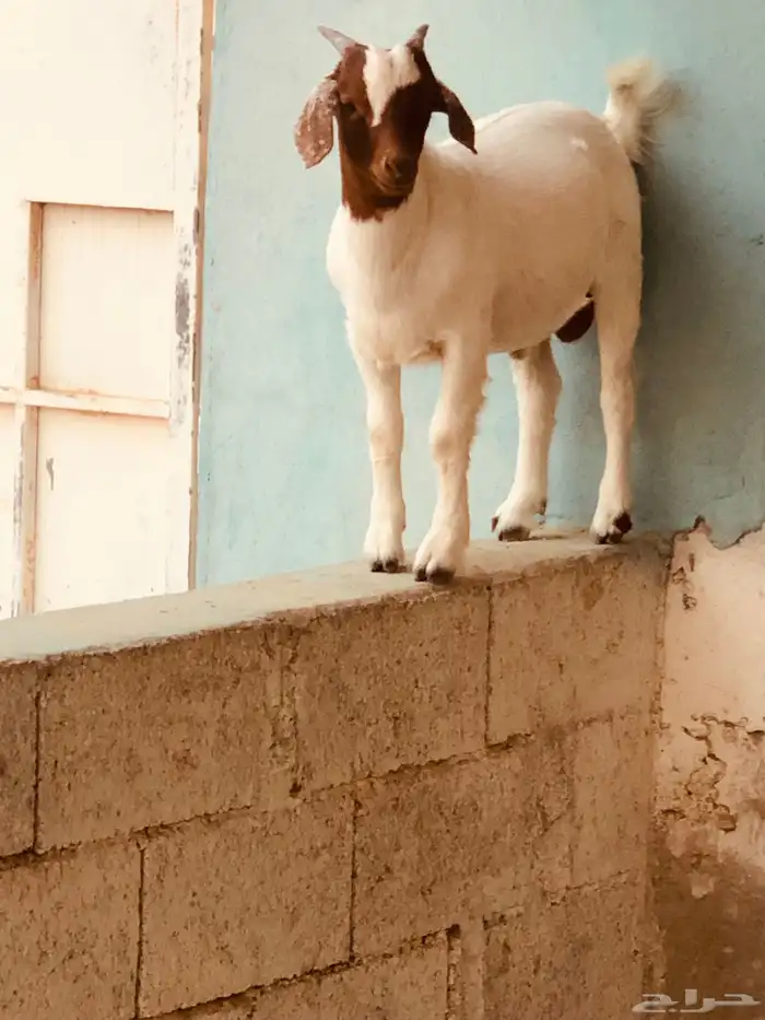 تيوس بورقت هجين عدد اثنين 1