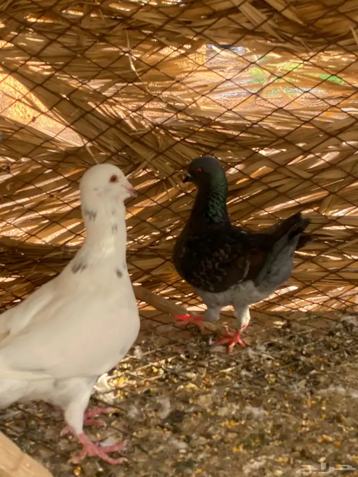 للبيع ذكر ريحاني وأنثى كنق 4