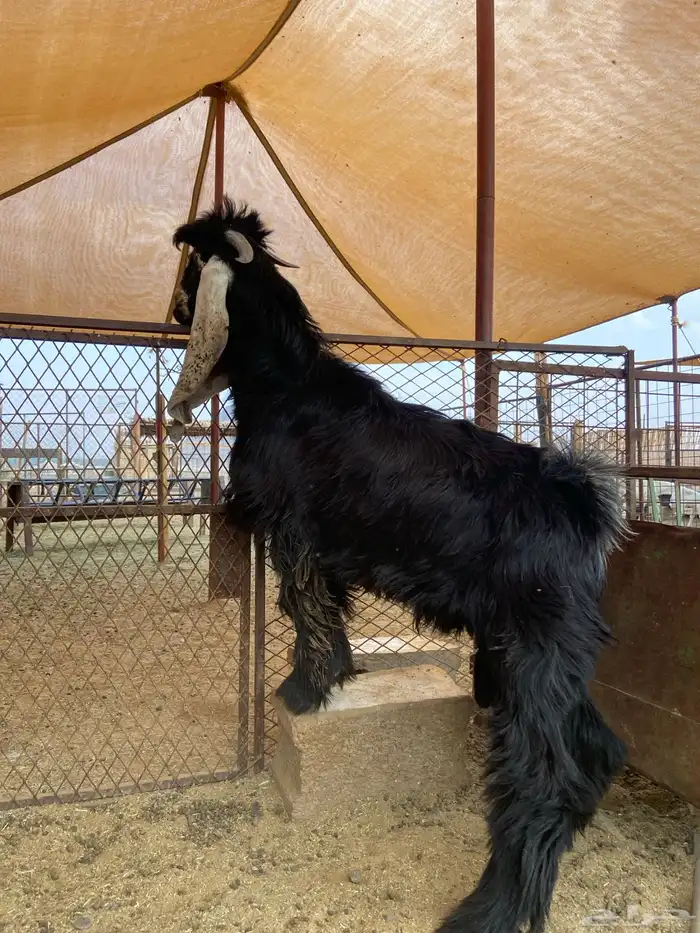 تيس صنف مشروع فحل 10