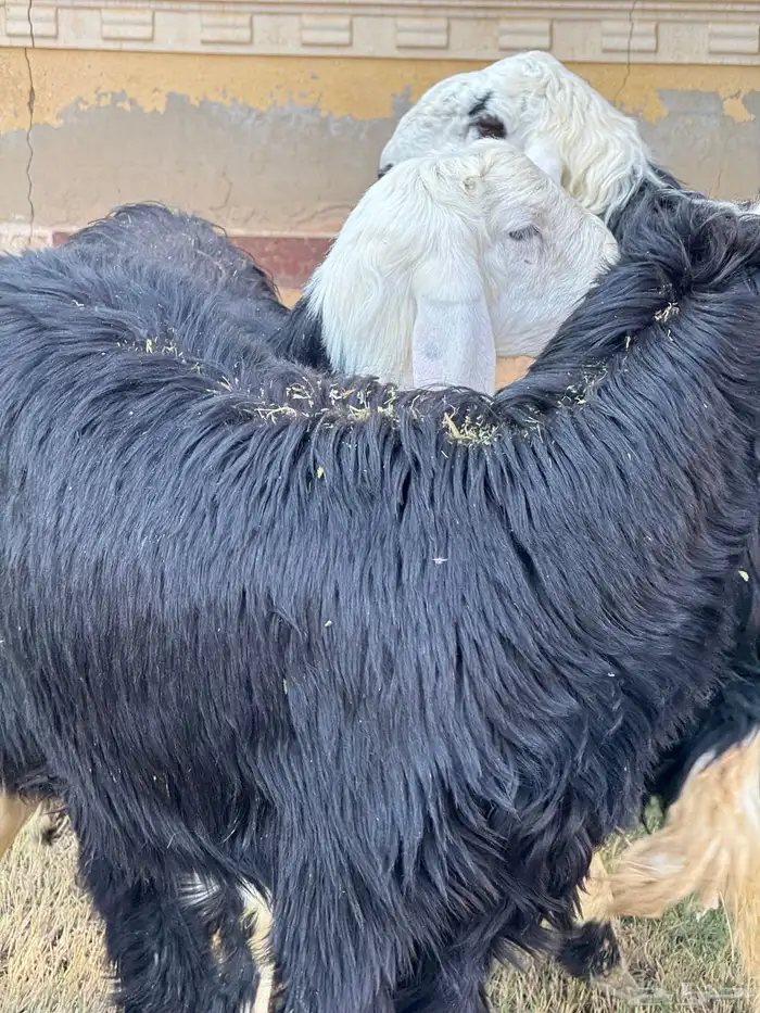 نجدي خرفان 3