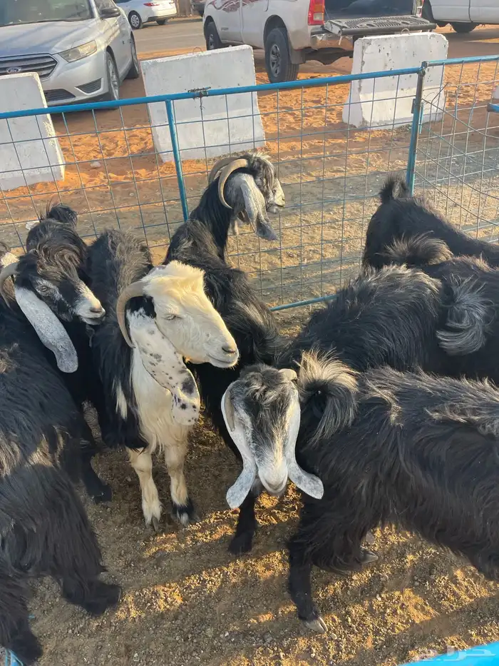 معزاء عدد 9 1