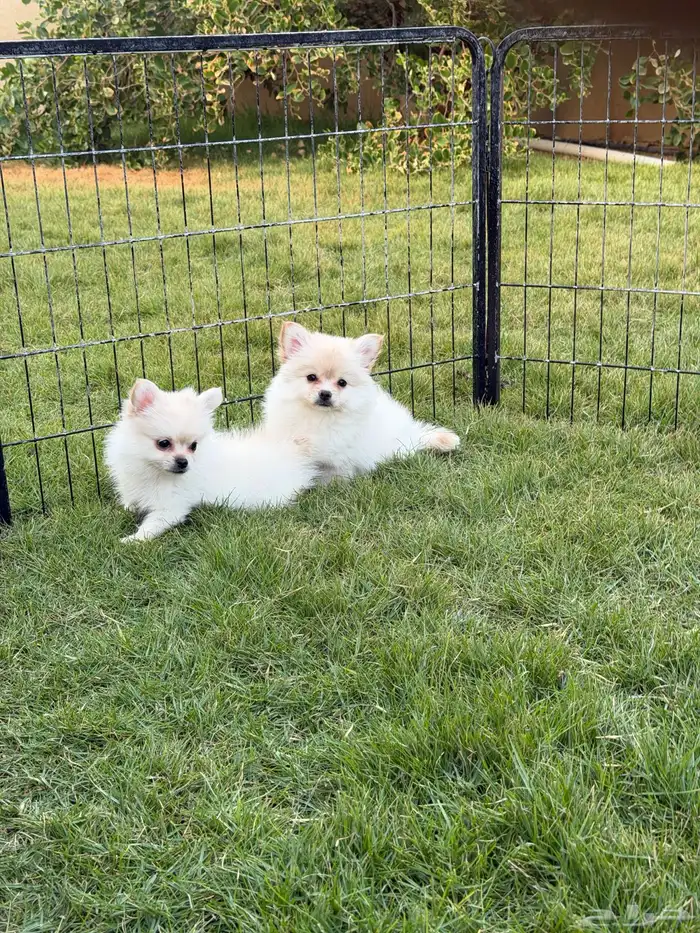 جراء بومرينيان سبيتز 15