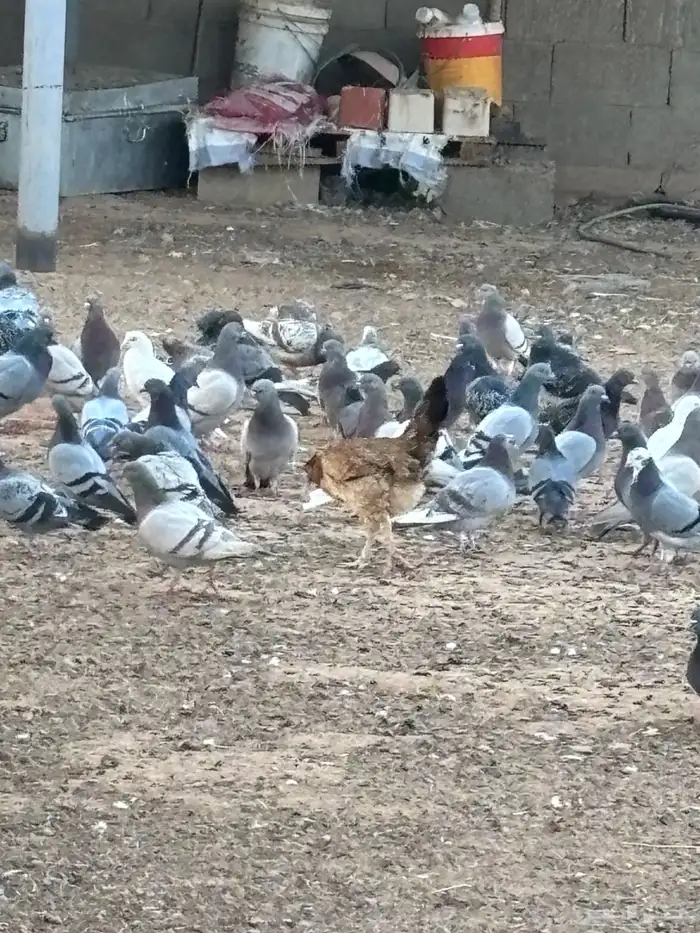 حمام فرنسي مع بلدي. 0