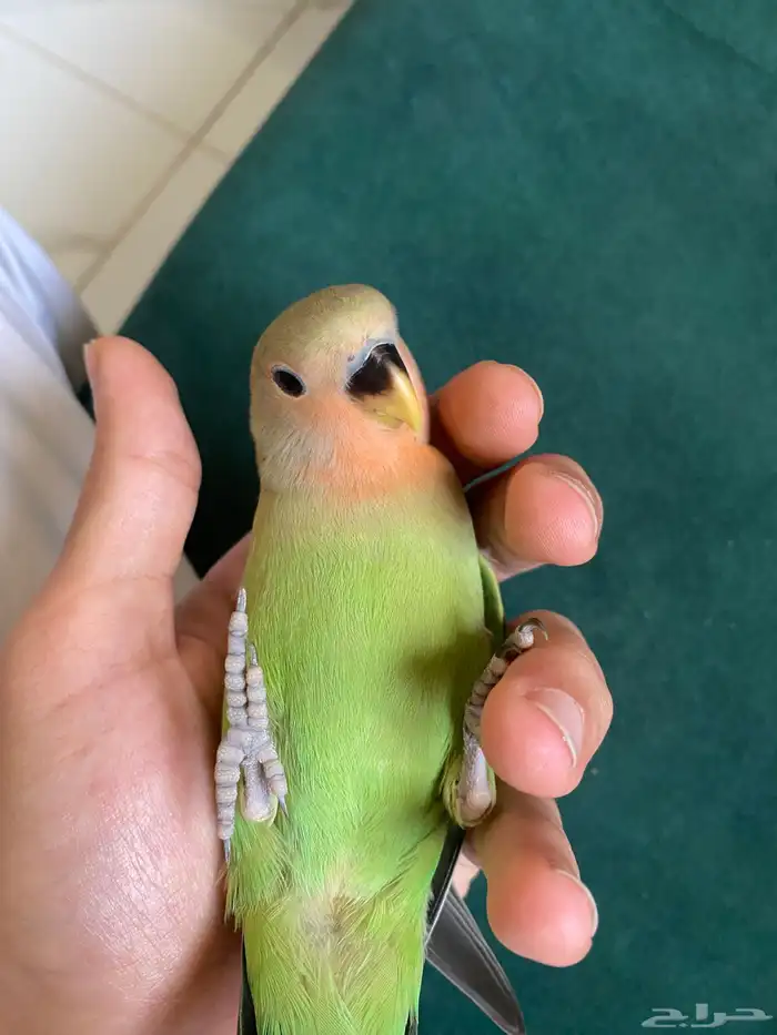 فروخ روز اليفه 2