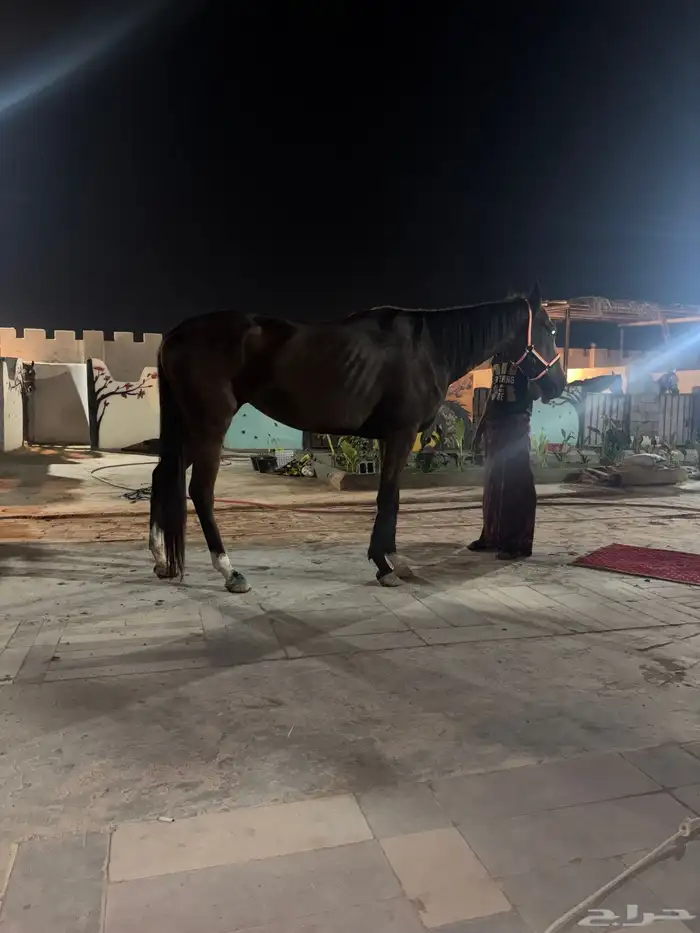 فرس انجليزية عليها حد 2500 ريال والبيع مستعجل 2