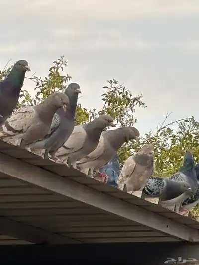 حمام فرنسي مع بلدي. index