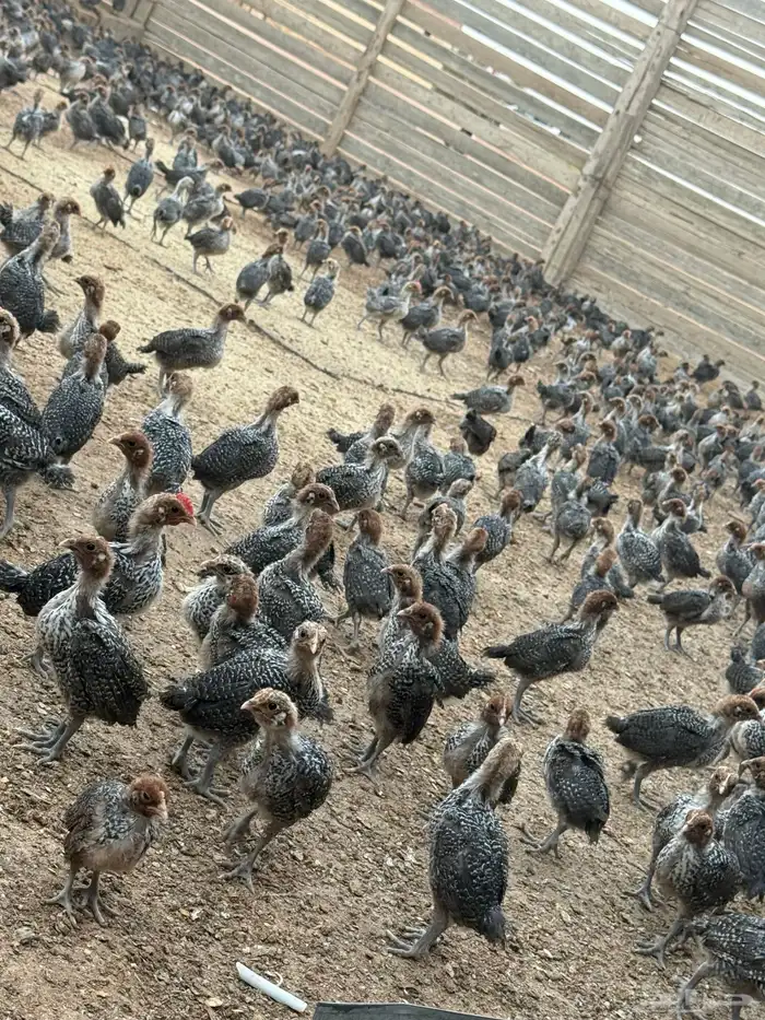 صوص دجاج فيومي دم صافي 1