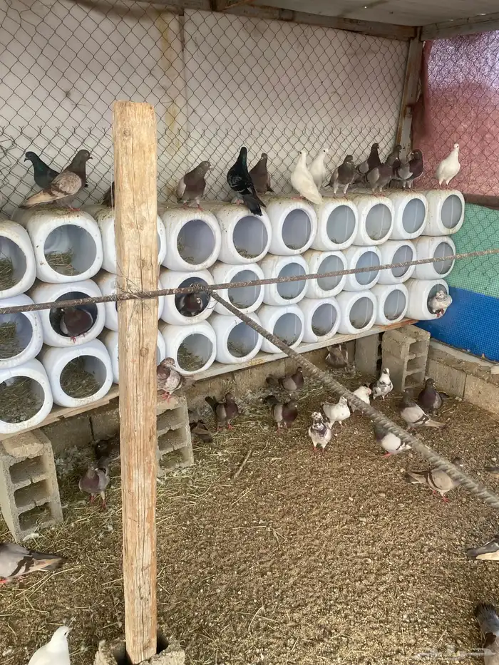 حمام فرنسي سلفر 0