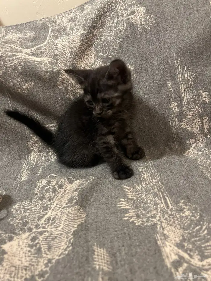 كتن شيرازي قطط للبيع مو للتبني هجين برتش 5