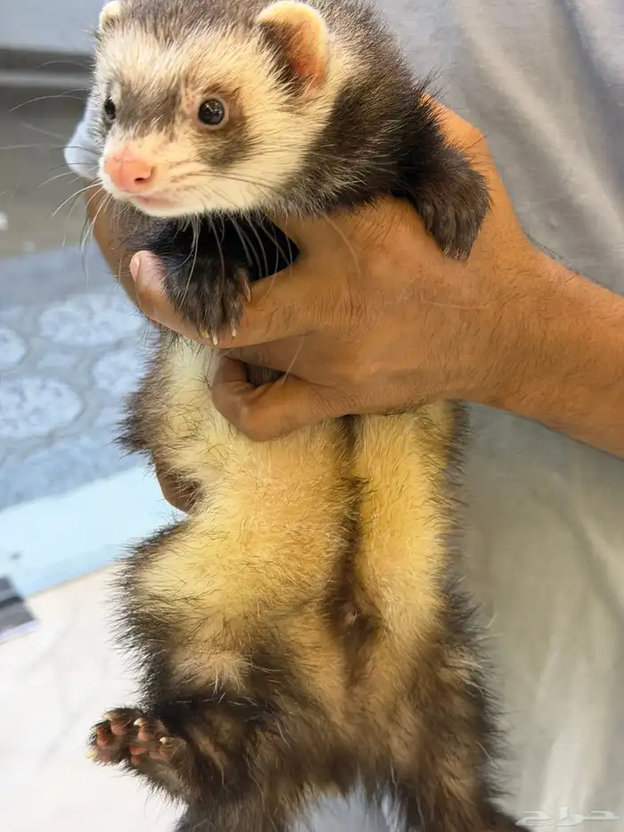 النمس الأوربي 1