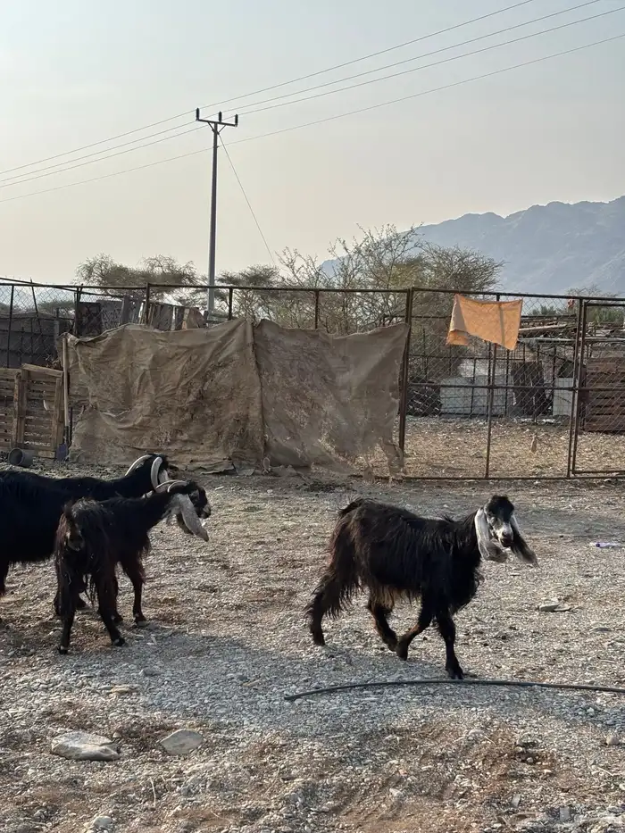 معزا عوارض 2