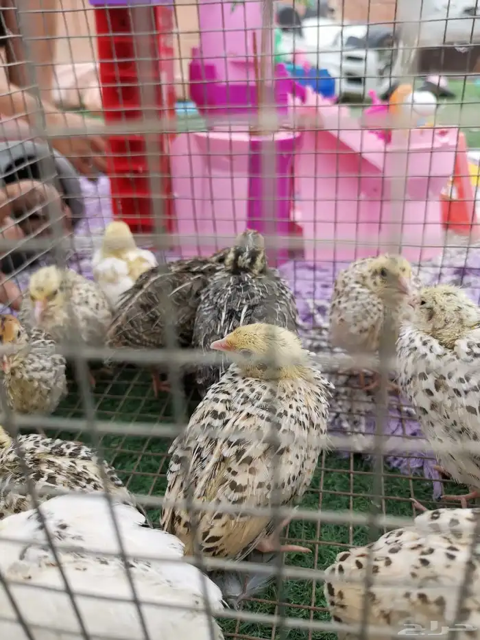 سمان قزم صغير 3