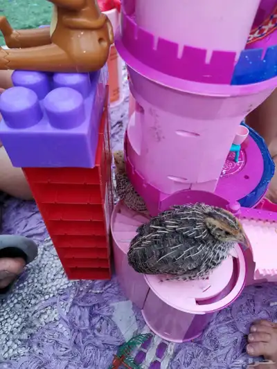 سمان قزم صغير index