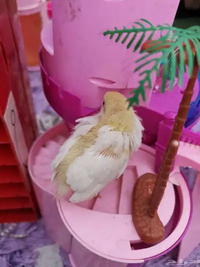 سمان قزم صغير index