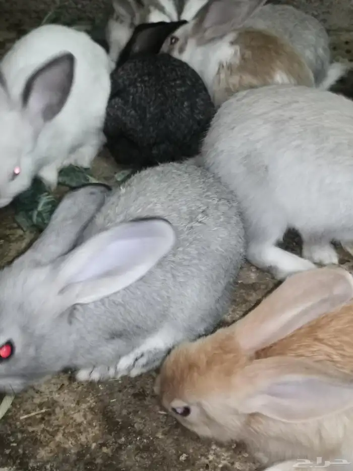 ارنب ارانب. فرنسي. بلدي. ومهجن تاكل من اليد. اليفه 0