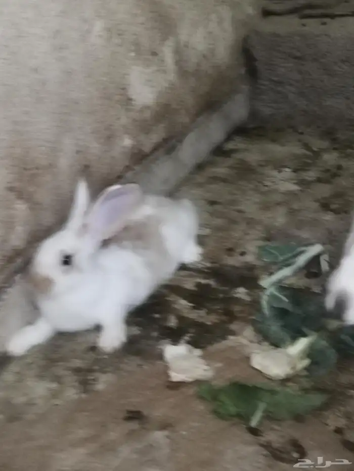 ارنب ارانب. فرنسي. بلدي. ومهجن تاكل من اليد. اليفه 5